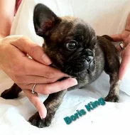 Francouzský buldoček s PP FCI