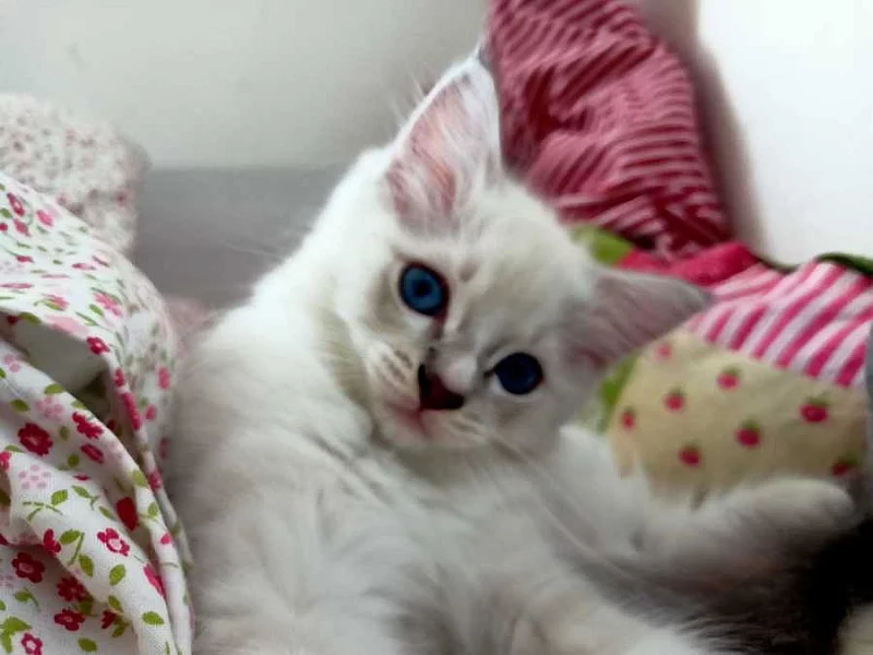 Ragdoll kocourek s PP k odběru