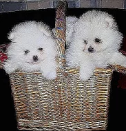 Německý špic trpasličí, Pomeranian