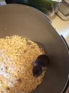 Barevný myšák hledá domov