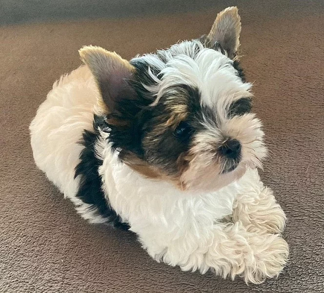 Biewer YT s PP - pejsek