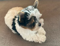 Biewer YT s PP - pejsek