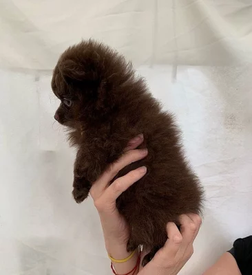 Čokoládové hnědý trpasličí špic, pomeranian s P.P.