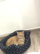 Daruji krásná koťátka