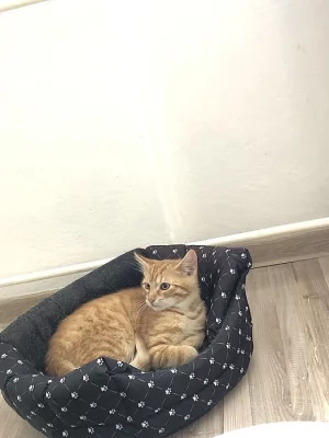 Daruji krásná koťátka