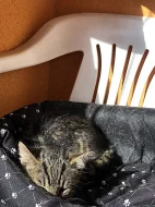 Daruji krásná koťátka