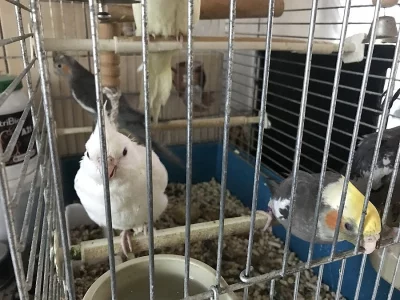 Prodám mrňata korel