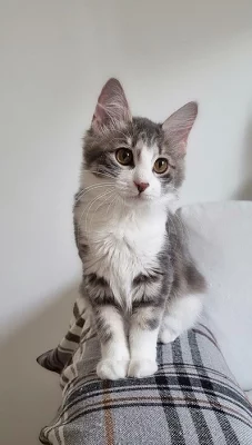 Kurilský bobtail s PP