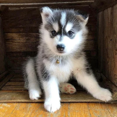 Krásné Sibiřský husky