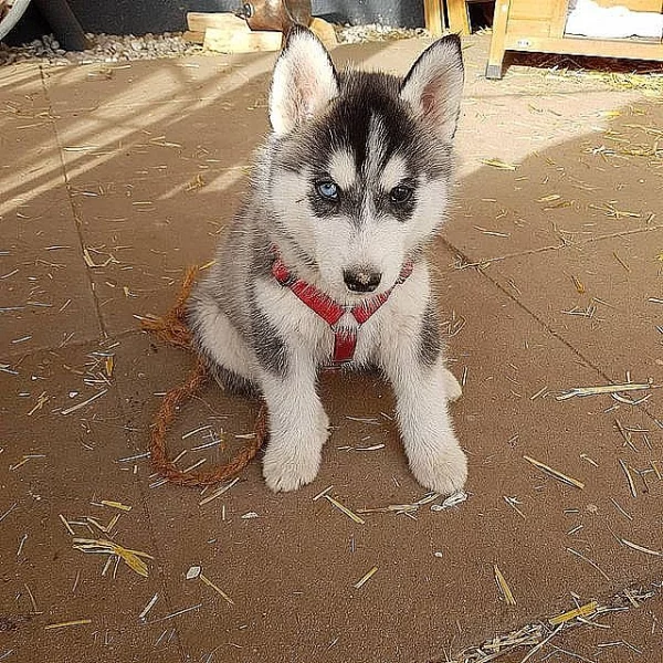 Krásné Sibiřský husky