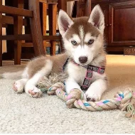 Krásné Sibiřský husky