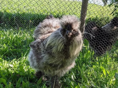 Prodám kohouty Hedvábničky