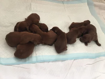 Štěňátka Irských setrů s PP