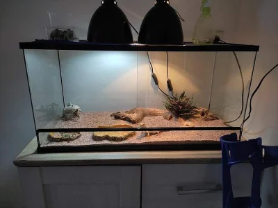 Agama vousata