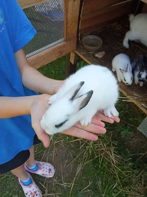 Zakrslý králíci