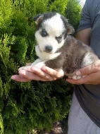 sibirsky husky/hasky