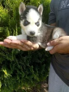 sibirsky husky/hasky