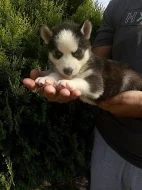 sibirsky husky/hasky