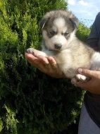 sibirsky husky/hasky