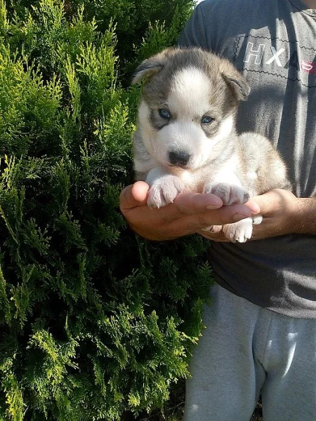 sibirsky husky/hasky