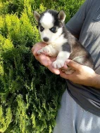sibirsky husky/hasky