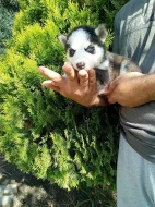 sibirsky husky/hasky