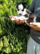 sibirsky husky/hasky