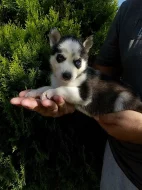 sibirsky husky/hasky
