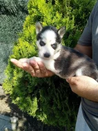 sibirsky husky/hasky