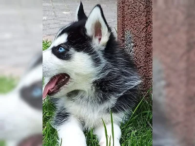 100% cistokrevní husky