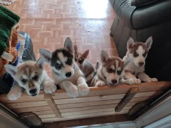 100% cistokrevní husky