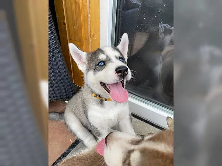 100% cistokrevní husky