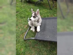 100% cistokrevní husky