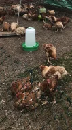 Prodej domácích kuřat z farmy