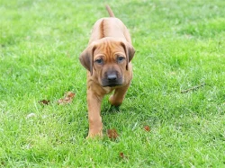 Rhodézský ridgeback, Prodám pejska