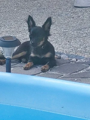 Ruský toy