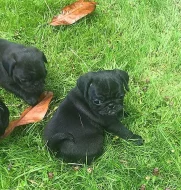 Šest krásných štěňat mopslíka