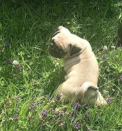 Šest krásných štěňat mopslíka