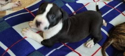 Štěňata americký pitbull