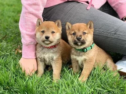 Prodám Krásná štěňátka Shiba inu s PP