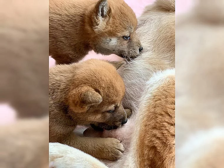 Prodám Krásná štěňátka Shiba inu s PP