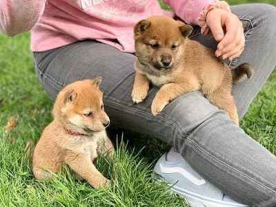 Prodám Krásná štěňátka Shiba inu s PP