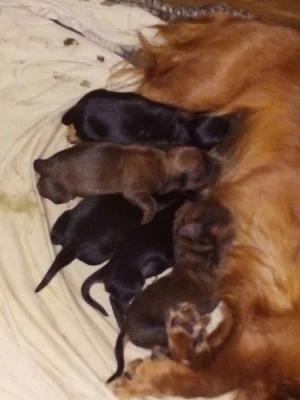 Štěně jezevčíka