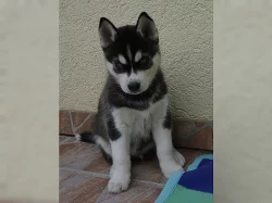 Sibiřský husky štěňátka na prodej.