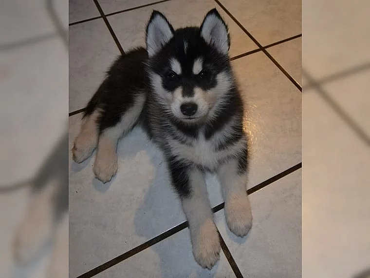Sibiřský husky štěňátka na prodej.