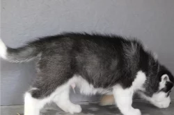 Sibiřský husky štěňátka na prodej.