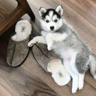 Sibiřský husky štěňátka na prodej.