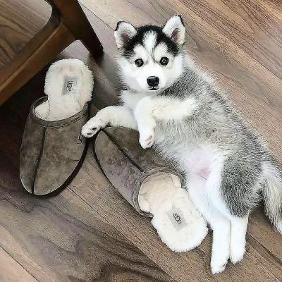 Sibiřský husky štěňátka na prodej.