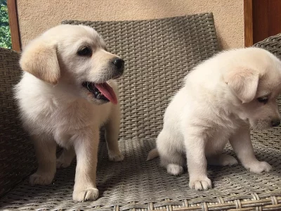 Labrador retriever - slepecké psíky