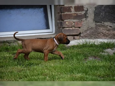Rhodézský ridgeback chlapeček hledá milující domov :-)